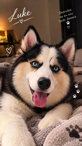 Filhote de Husky siberiano 