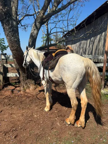 Cavalo pisador