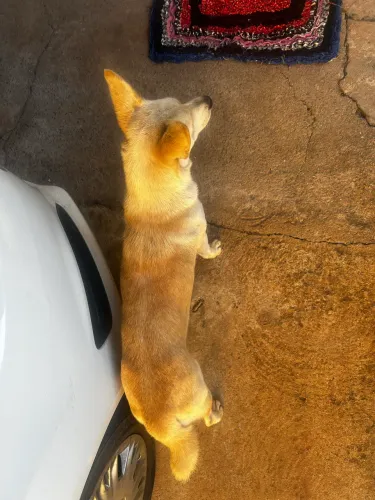 Doação de cadela vira lata