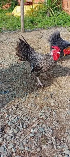 Garnizés para venda .