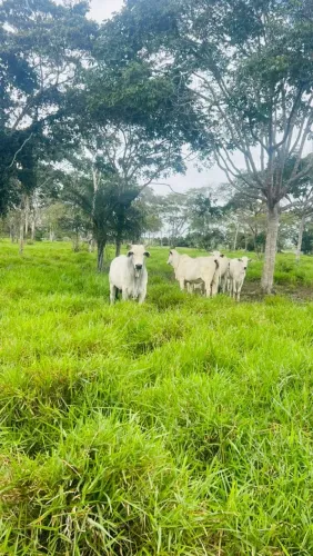 Excelente área ruralde 65t, na região de São Gonçalo dos Campos Bahia com energia elétrica