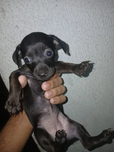 Filhote de pinscher número 2
