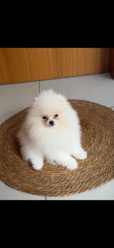 Lulu da pomeranea