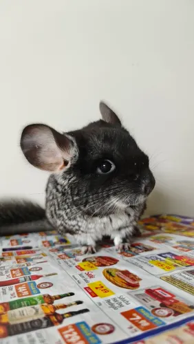 Chinchila filhote