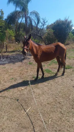 Égua mansa