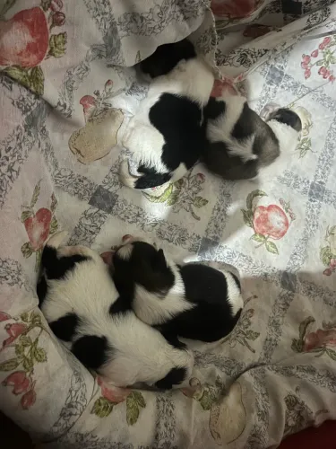 Filhotes de Shitzu