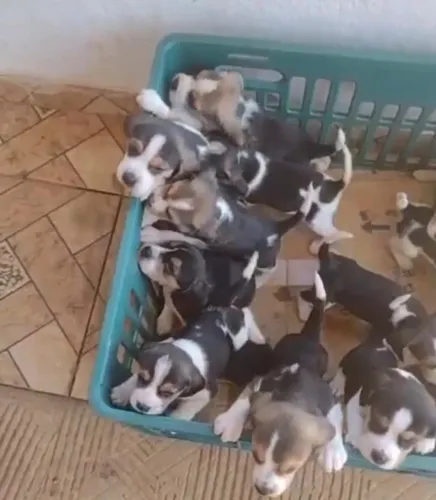 Beagle energia em cada patinha