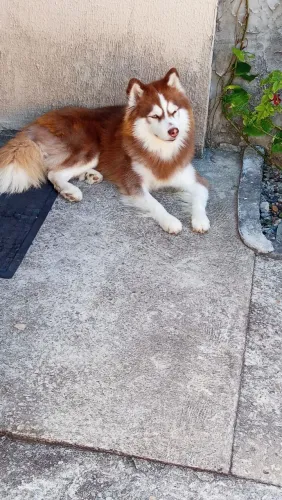 Doa-se husky 