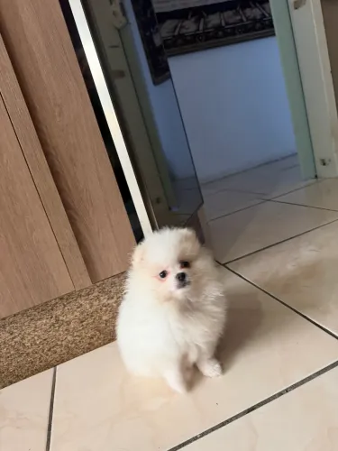 Fêmea 2 meses Spitz alemão 