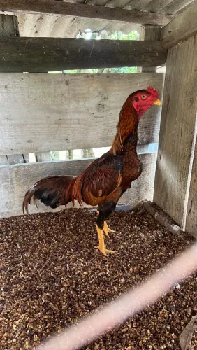 Galos mura