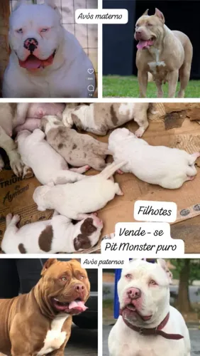 Vendo filhotes de pit Monster puro ótimo linhagem e procedência pais com pedigree