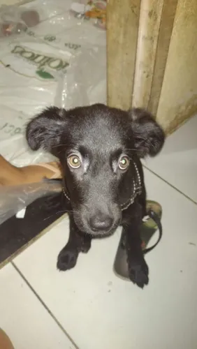 Doguinho Jovem Para Doação 