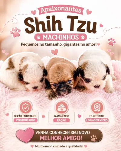 Filhotes Shih Tzu 