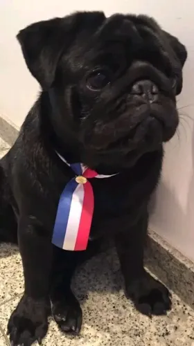 Pug macho com pedigree 