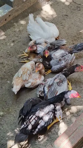Casal de frango da raça Mura com 4 meses r$ 300 individual 200