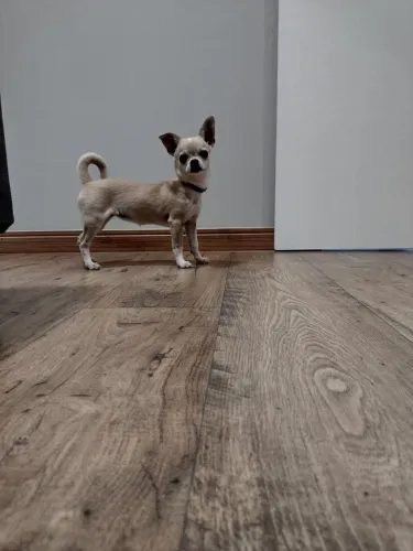 Chihuahua fêmea 