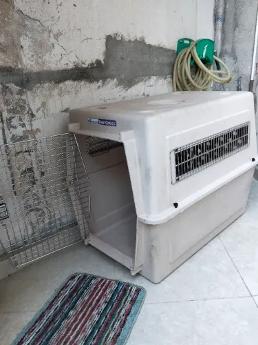 transporte premium para cães e gatos