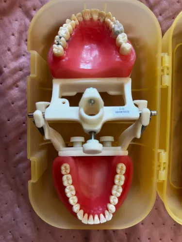 Manequim Dentistica Pronew Pd100 