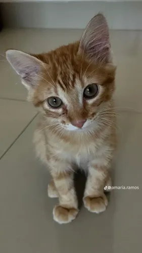 Procuro gatinho laranja para adoção