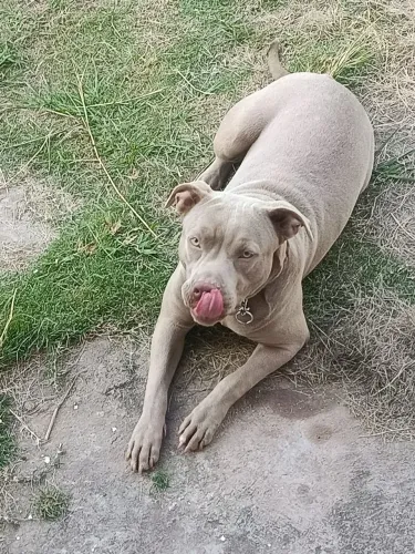 Doação Pitbull Fêmea 