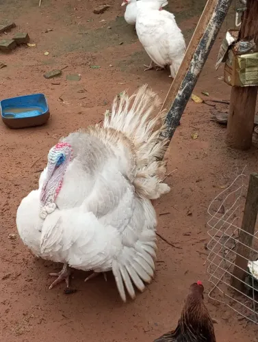 Casal de peru branco.