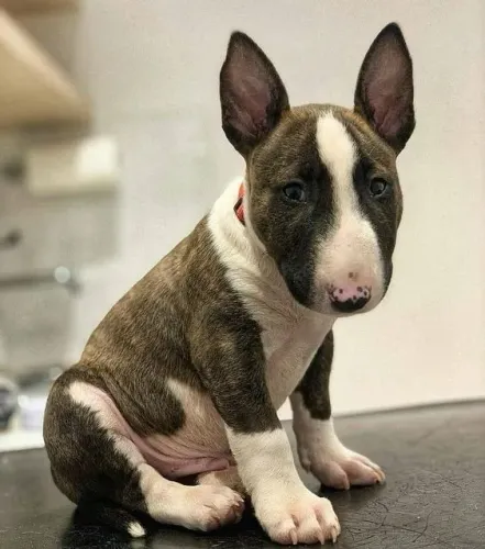 Bull Terrier Inglês Afeto que se consolida na convivência