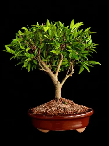 Bonsai de Cerejeira do Rio Grande / Vaso de Cerâmica Marrom - Hajime Bonsai 
