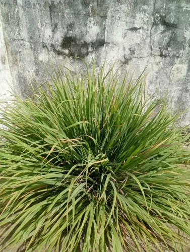 Capim Santo / Muda