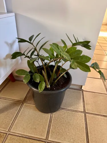 Planta Zamioculca