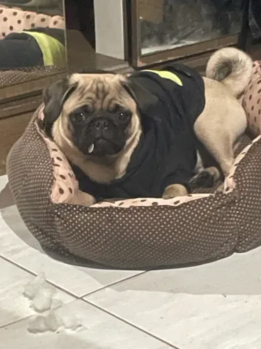 Filhote de pug macho 900,00