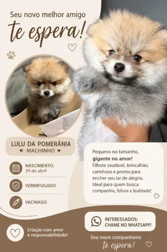 Spitz alemão