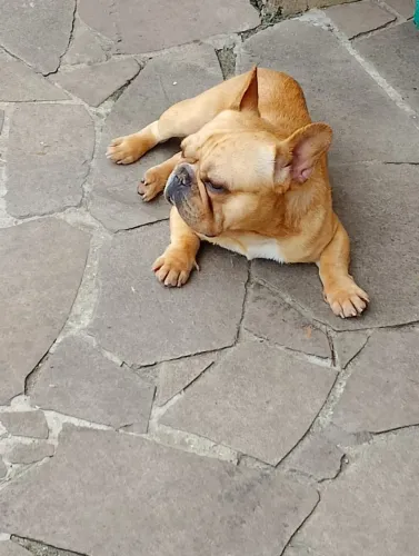 Bulldog macho com pedigree