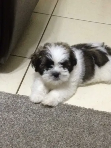 Filhotes de Shih Tzu | Uma seleção de cachorrinhos cheia de carisma!