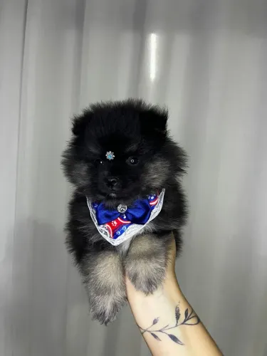 Cachorro