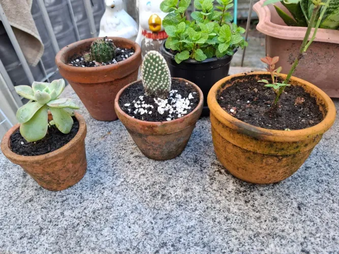 Plantas