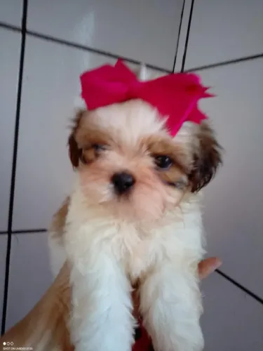 Filhotes de Shih Tzu | Pet com alma doce.