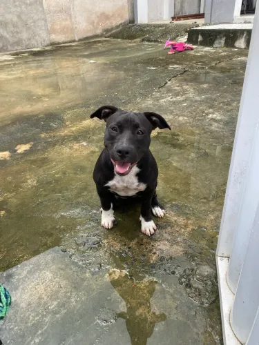 Pitbull 5 messes 