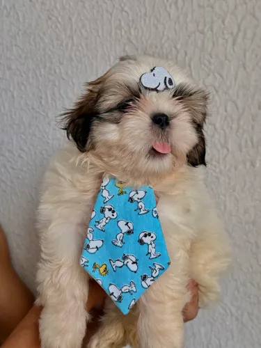 Shih-tzu pronta entrega!!