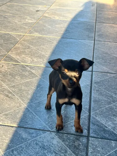 Cachorro Pinscher preto com canela