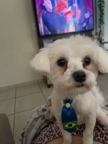 Cachorro maltês macho
