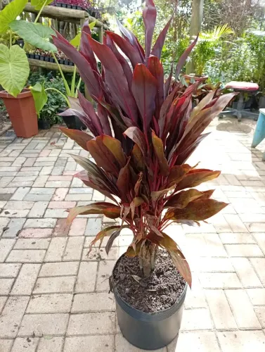 Dracena Chocolate
