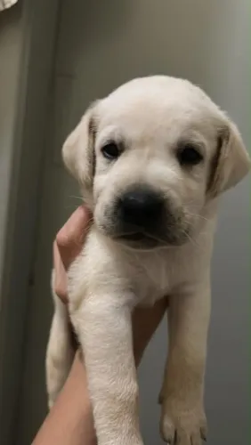 Filhote de Labrador