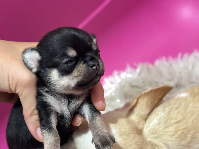 Chihuahuas machos filhotes 