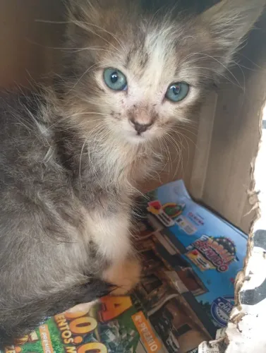 Gatinho lindo, de 2 meses de vida