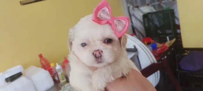 Shitzu macho e uma fêmea 