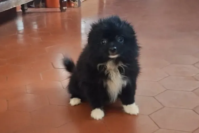 Fêmea de spitz