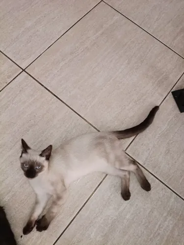Gatinha linda!