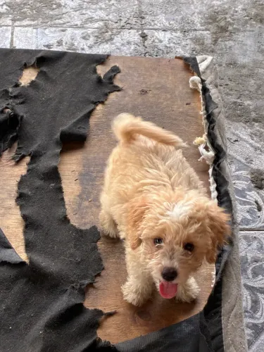 Filhote de cachorro poodle 