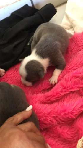 Filhote American Bully