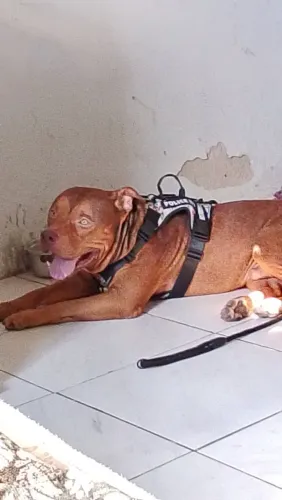 Pitbull de 1 ano e 11 meses pra doação 
